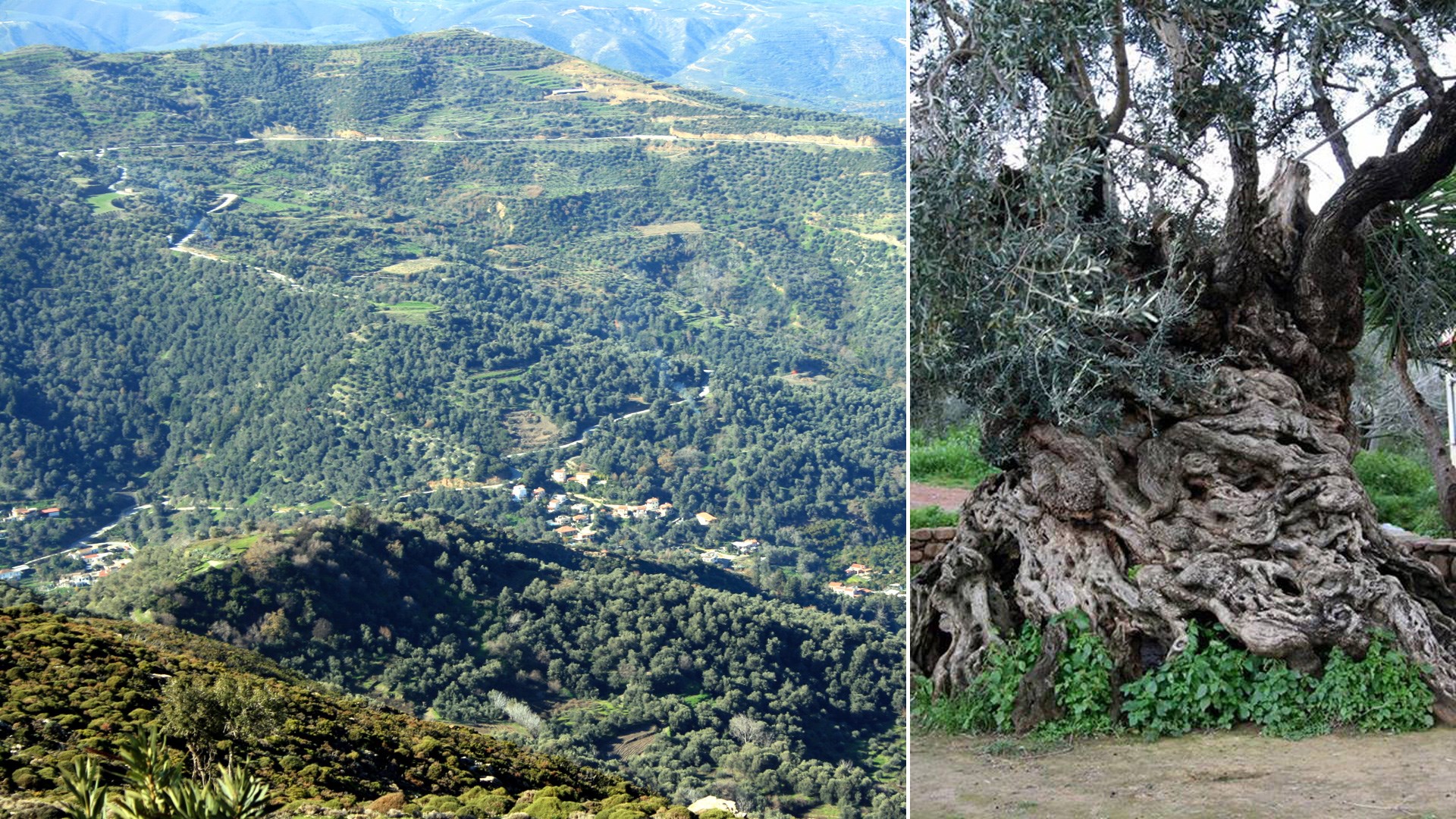 The Olive Trees of Crete, Greece | 17 Sep 2014 | Alargo